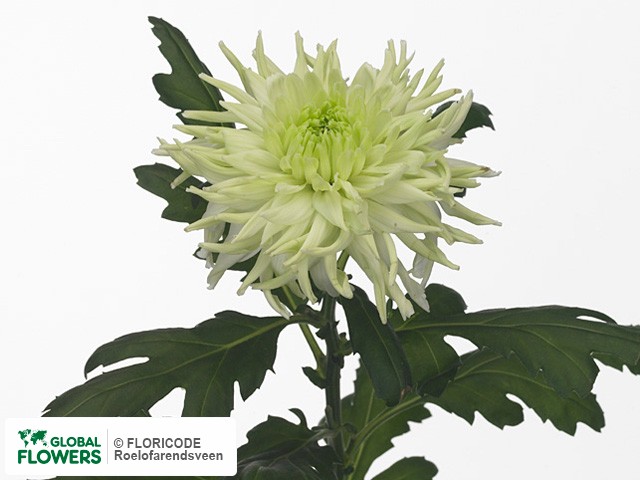 Photo Chrysanthemum (Indicum Grp) geplozen 'Zembla Funky'.