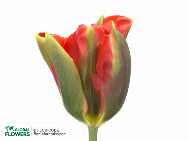 Photo Tulipa (Viridiflora Grp) 'Hollywood'.