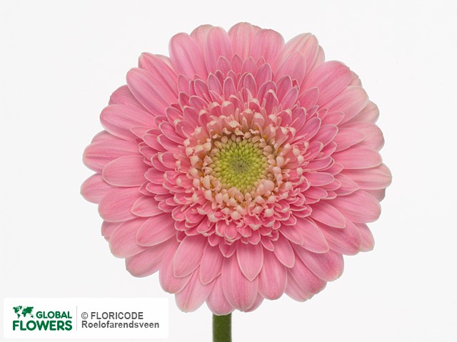 Photo Gerbera mini 'Pinkmelly'.