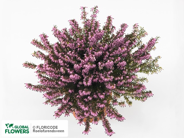 Фото вида Эрика дарлейенская "Spring Surprise".