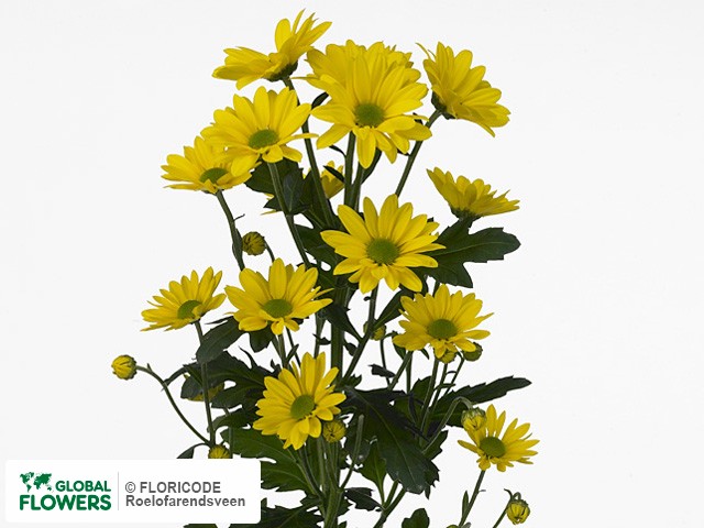 Photo Chrysanthemum (Indicum Grp) tros Fixxion Sunny Improved.