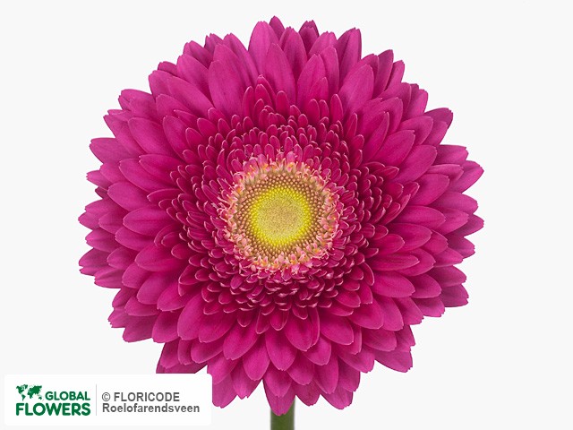 Photo Gerbera grootbloemig 'Hollywood'.