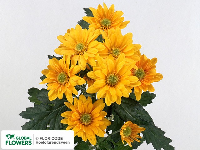 Photo Chrysanthemum (Indicum Grp) tros 'Rising'.