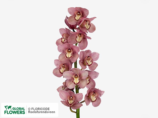 Цимбидиум крупноцветковый "Mystery Pink Blossom"