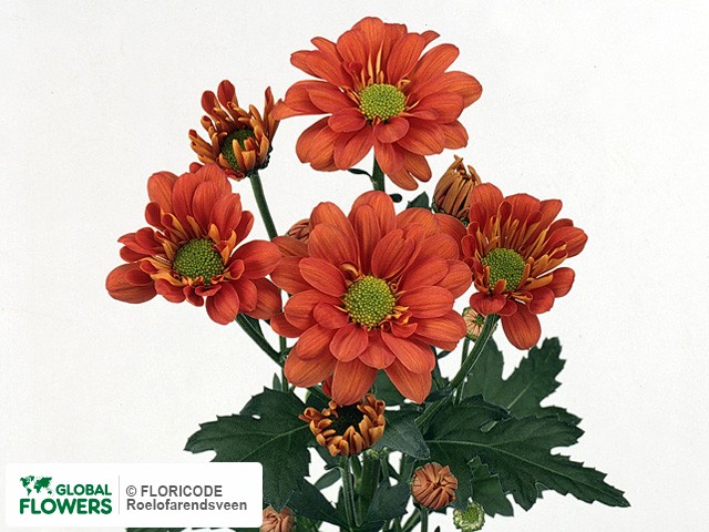 Photo Chrysanthemum (Indicum Grp) tros 'Reagan Dark Orange'.