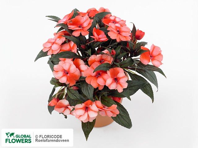 Фото вида Недотрога Новая Гвинея "Toscana Medium DL Bicoloured Oran".