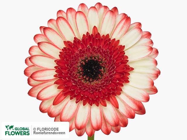 Photo Gerbera grootbloemig 'Marmolada'.