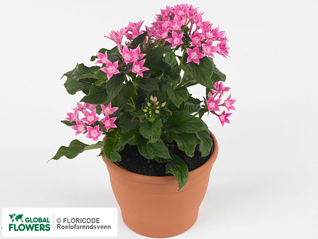 Фото вида Пентас ланцетовидный "Panic Sky Star Pink".