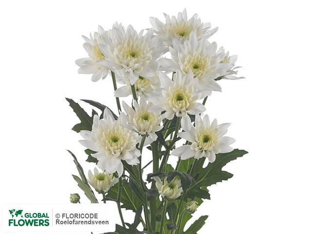 Photo Chrysanthemum (Indicum Grp) tros Euro.