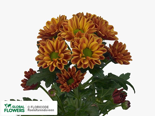 Photo Chrysanthemum (Indicum Grp) tros santini Charlotte.