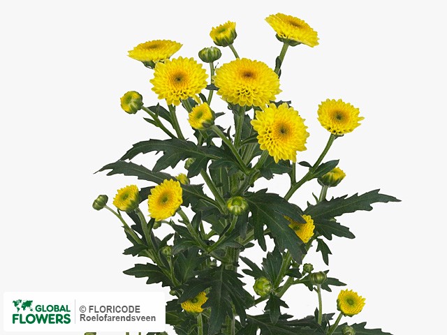 Photo Chrysanthemum (Indicum Grp) tros santini Calimero Sunny.