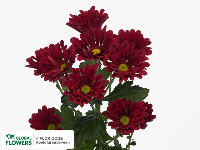 Photo Chrysanthemum (Indicum Grp) tros 'Dublin'.