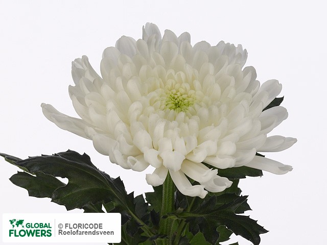 Photo Chrysanthemum (Indicum Grp) geplozen Cavallini.