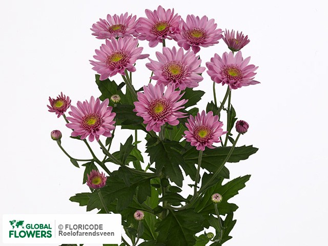 Photo Chrysanthemum (Indicum Grp) tros 'Samos Dark'.