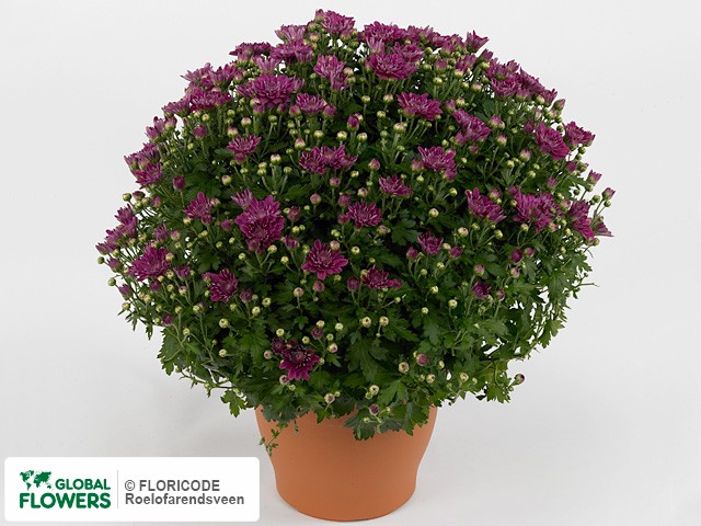 Photo Chrysanthemum (Indicum Grp) 'Mefisto Purple'.