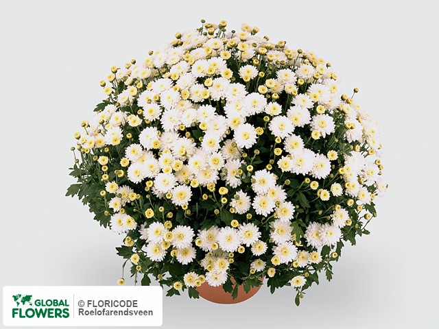 Photo Chrysanthemum (Indicum Grp) 'Terano'.