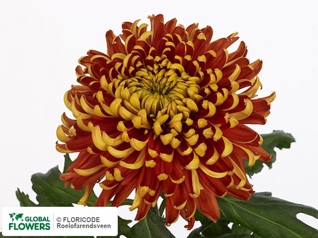 Photo Chrysanthemum (Indicum Grp) geplozen Tom Pearce Dark.