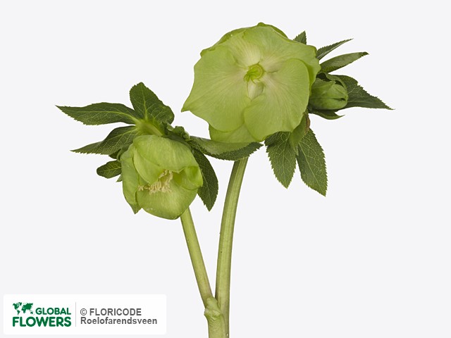 Photo Helleborus orientalis 'Queens Green' Helleborus orientalis 'Queens Green'