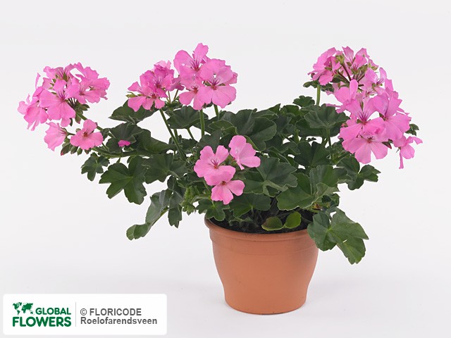 Фото вида Пеларгония "(Pelt X Zon Grp) Marcada Pink".
