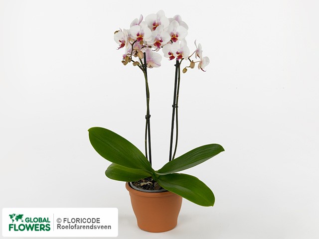 Фаленопсис "Multifloratypes Floriclone Rody"