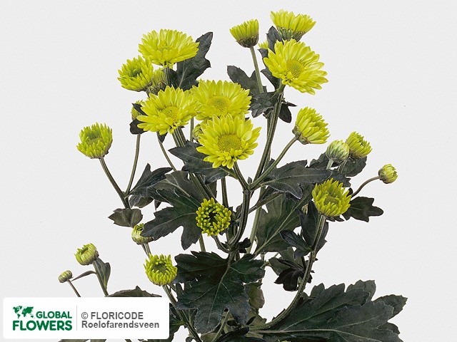 Photo Chrysanthemum (Indicum Grp) tros 'Breezers'.