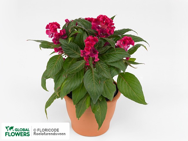 Фото вида Целозия серебристая "Hot Topic Pink".