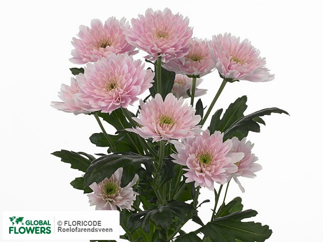 Photo Chrysanthemum (Indicum Grp) tros Euro Pink.