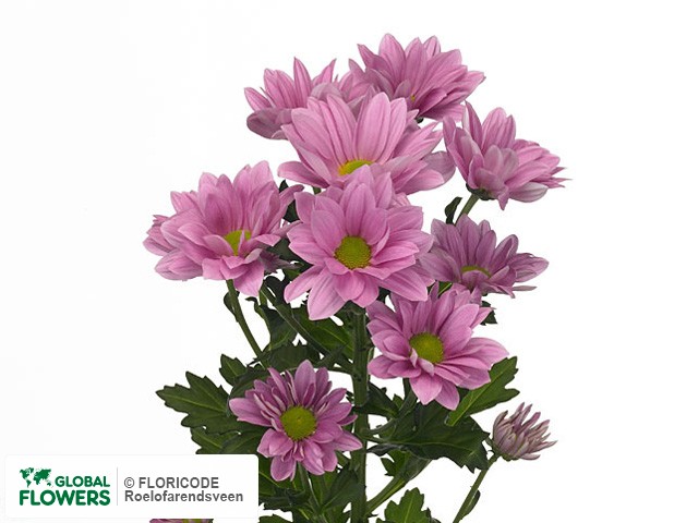 Photo Chrysanthemum (Indicum Grp) tros Grand Pink.