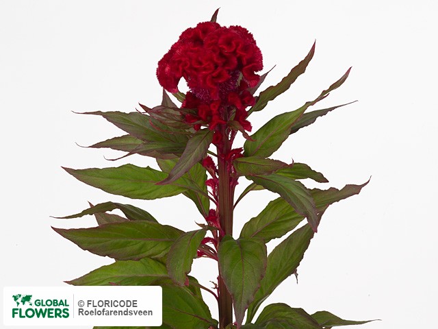 Photo Celosia argentea (Cristata Grp) 'Captain Red'.