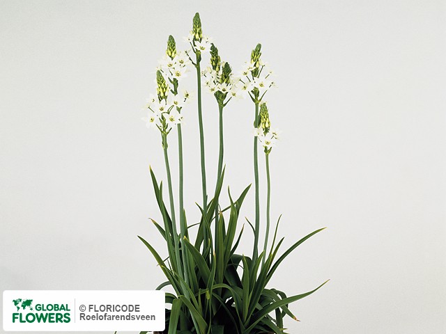 Фото вида Орнитогалум тирсовидный "Y".