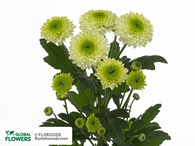 Photo Chrysanthemum (Indicum Grp) tros 'Furore'.