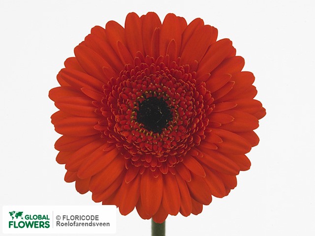 Photo Gerbera mini 'Dyna'.