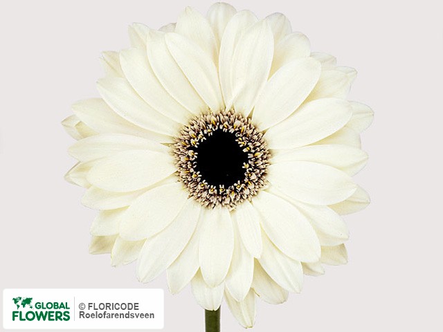 Photo Gerbera grootbloemig Rolls Royce.