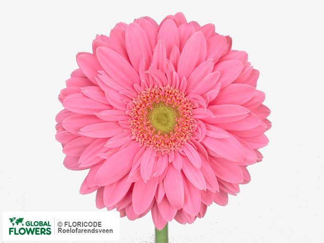 Photo Gerbera grootbloemig 'Grandiva'.