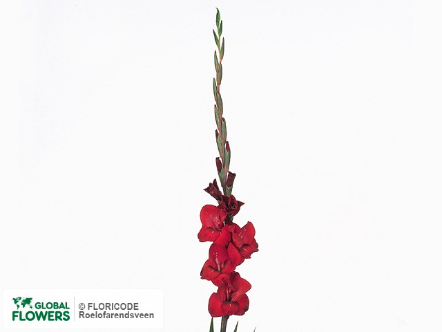 Photo Gladiolus (Large-flowered Grp) 'Flevo Safari'.