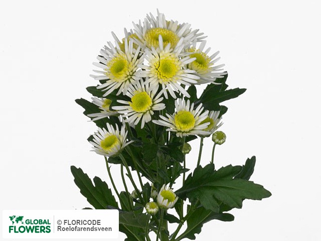 Photo Chrysanthemum (Indicum Grp) tros santini Kreta.