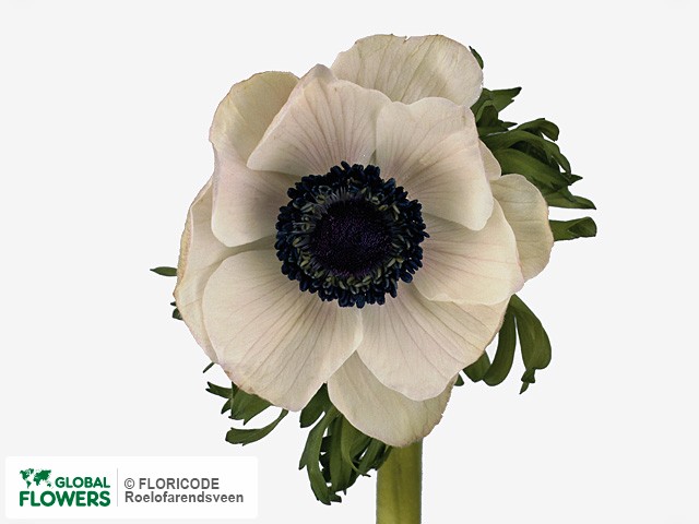 Колеус gold anemone фото