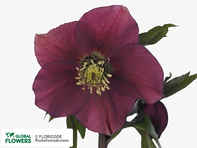 На фото Морозник восточный "Queens Dark Pink" Морозник восточный "Queens Dark Pink"
