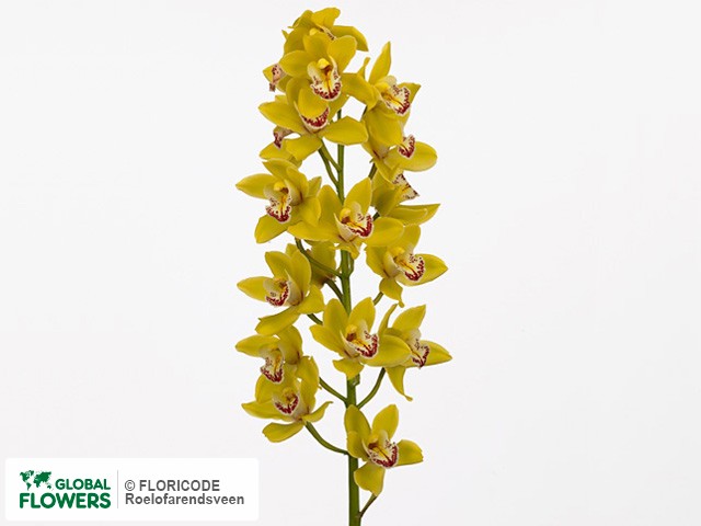 Фото вида Цимбидиум мини "Tracy Doll Pamela".