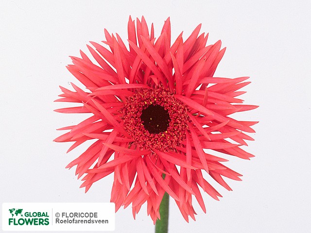 Photo Gerbera mini 'Replay'.