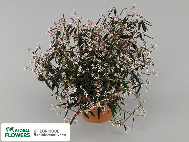 Photo Euphorbia Breathless Blush.