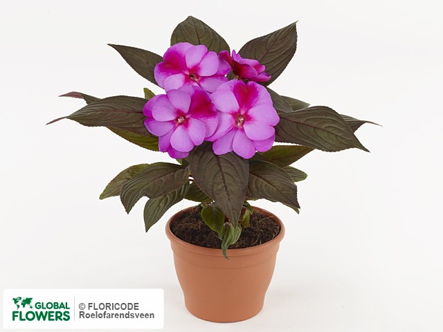 Фото вида Недотрога Новая Гвинея "Orchid Flame".