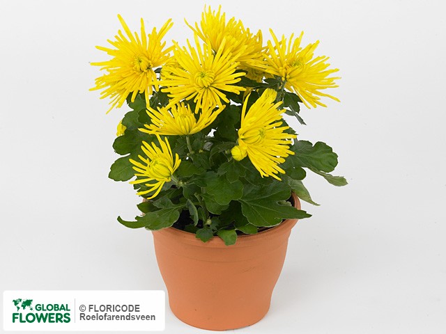 Photo Chrysanthemum (Indicum Grp) Splash Yellow.