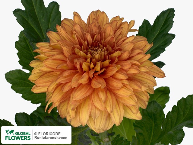 Photo Chrysanthemum (Indicum Grp) geplozen Kostroma.