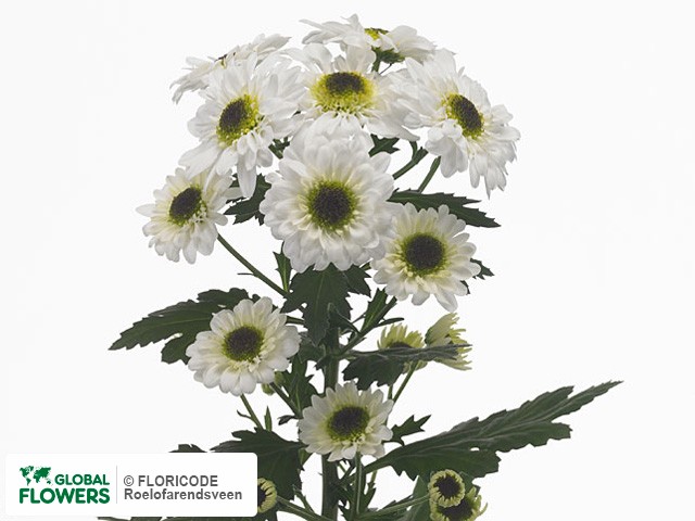 Photo Chrysanthemum (Indicum Grp) tros Black Eye.