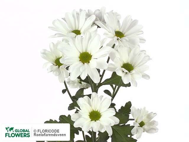 Photo Chrysanthemum (Indicum Grp) tros 'Noa'.