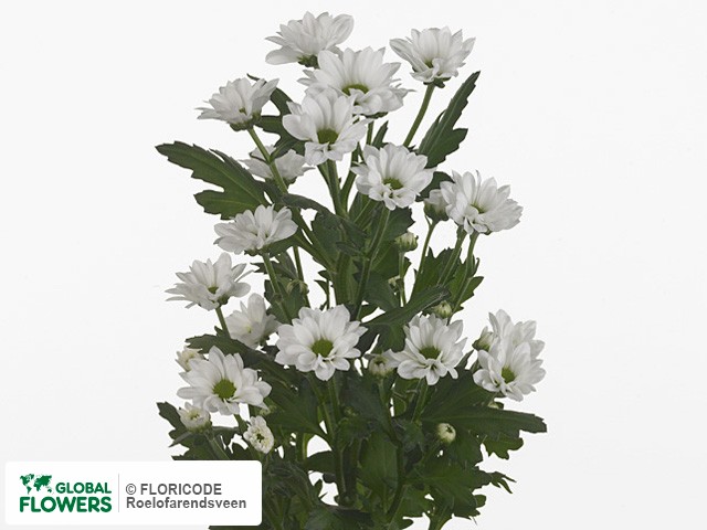 Photo Chrysanthemum (Indicum Grp) tros santini AAA Bouncer.