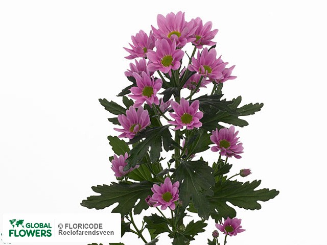 Photo Chrysanthemum (Indicum Grp) tros santini 'Oscar'.