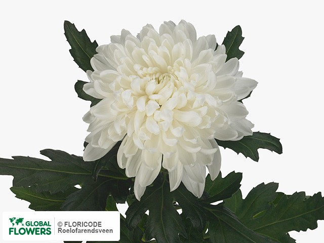 Фото вида Хризантема одноголовая "Gagarin".