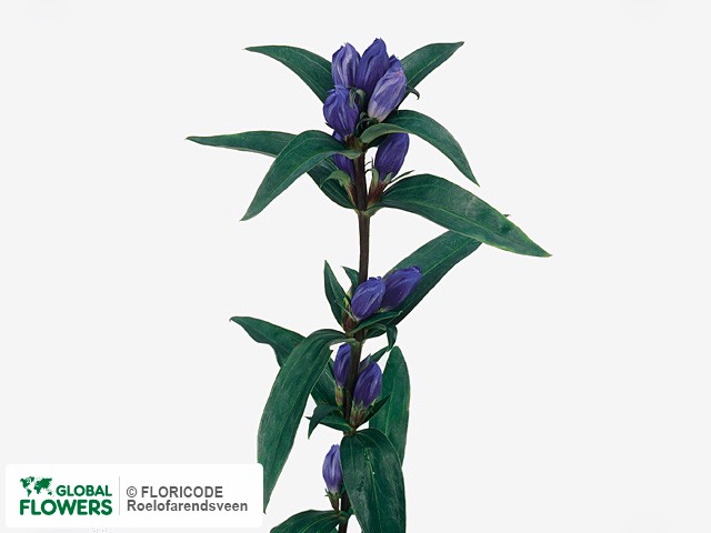 Фото вида Горечавкой "Triflora Royal Blue".